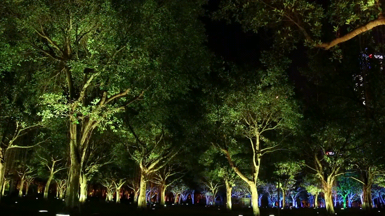 浪漫音乐灯光森林